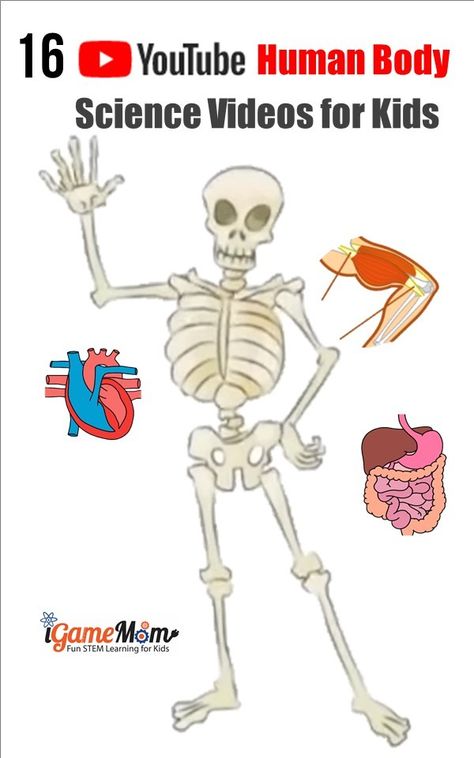 science videos for kids: YouTube videos teaching human body systems, by grade level Human Body Unit Study, Science Videos For Kids, Human Body Projects, Body Science, Human Body Science, Human Body Activities, Human Body Unit, 6th Grade Science, Human Body Anatomy