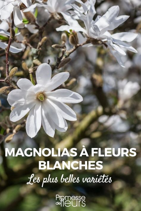 magnolia fleurs blanches 8 Plus, Magnolia, Plants