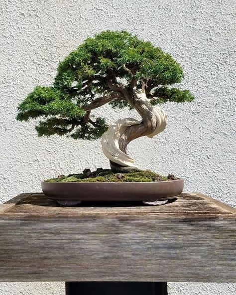 Bonzi Trees, Bonsai Making, Ficus Bonsai, Japanese Bonsai Tree, Bonsai Ficus, Pre Bonsai, Succulent Bonsai, Plantas Bonsai, Bonsai Styles