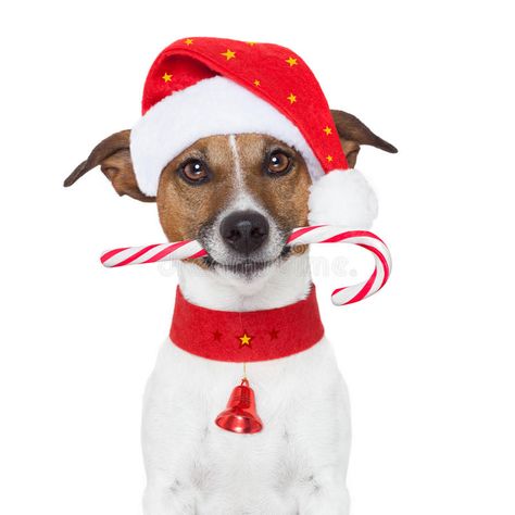 Cute Christmas Cats, Christmas Dog Dress, Dog Stock Photo, Jack Russel, Dog Cards, Christmas Drawing, Christmas Postcard, Cats And Dogs, Jack Russell Terrier