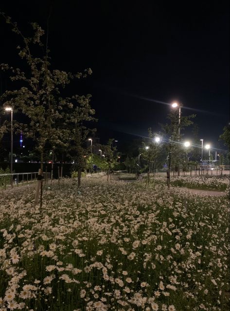 Flowers Night Photography, Flower Fields At Night, Flower Field Dark Aesthetic, Night Time Flowers, Aesthetic Outside Pictures Night, Concert Night Aesthetic, Flower Night Aesthetic, Night Aesthetic Flowers, Field At Night Aesthetic