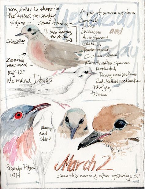 Mourning dove sketch with watercolor.  I love listening to their sweet call.  #journal #art #sketch #bird Sketch With Watercolor, Dove Sketches, Birding Journal, Nature Sketch, Watercolor Journal, Arte Sketchbook, Scientific Illustration, Nature Journal, Bird Drawings