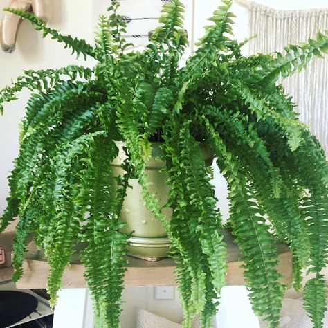 Boston fern Houseplants Safe For Cats, Best Bathroom Plants, Ferns Care, Types Of Houseplants, Boston Fern, Asparagus Fern, Leafy Plants, Fern Plant, Bathroom Plants