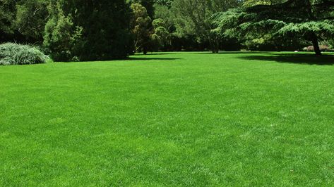 I’m a gardening pro - how to get a super green lawn using a cheap kitchen item Centipede Grass, Lawn Problems, Aerate Lawn, Lawn Care Tips, Sandy Soil, Green Lawn, Garden Care, Epsom Salt, Lawn And Garden