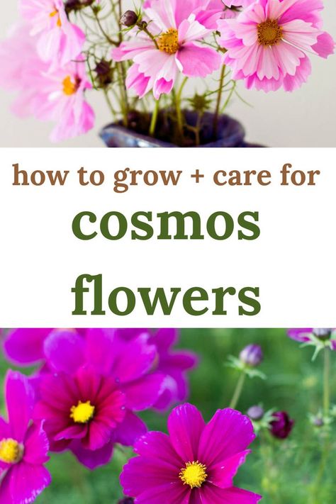 cosmos flowers growing in a garden Flower Garden Tips, Growing Cut Flowers, Deadheading, Front Gardens, Grow Gorgeous, Cosmos Flowers, Flower Garden Design, Cut Flower Garden, Annual Flowers