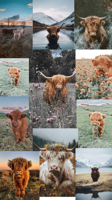 Such cute cows Highland Cow Pictures, Cow Wallpaper, Cow Print Wallpaper, Cute Home Screen Wallpaper, Mini Cows, Western Wallpaper Iphone, Rodeo Horses, Cute Funny Pics