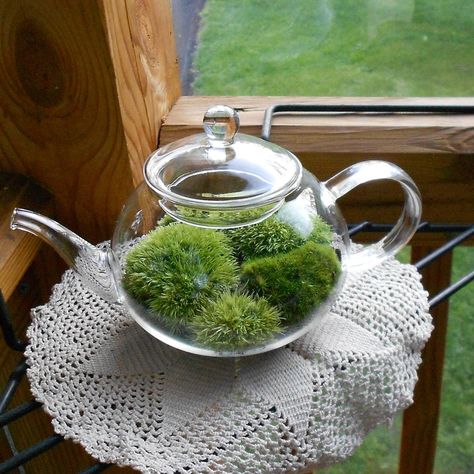 Teapot T Teapot Terrarium, Terrarium Moss, Glass Tea Pot, Cacti Garden, Planters Indoor, Plants Hanging, Ard Buffet, Succulent Planters, Plants Succulents