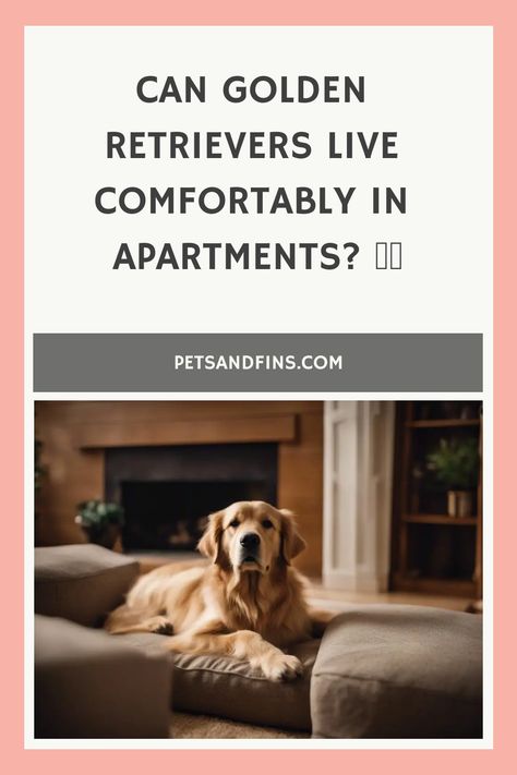 Can Golden Retrievers Live Comfortably In Apartments? Living Arrangements, Friendly Dogs, Puppy Pads, A Golden Retriever, Comfortable Home, Dog Daycare, New Environment, Golden Retrievers, Dog Walker