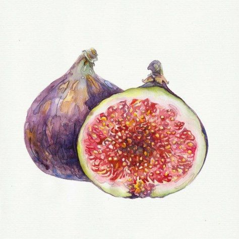 Fig Watercolor, Mises En Page Design Graphique, Watercolor Fruit, Gcse Art, Botanical Drawings, Fruit Art, Botanical Illustration, Botanical Art, Ants