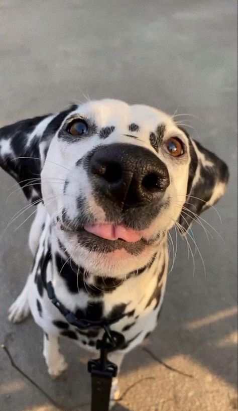 Cute Dogs Dalmatian, Dollmation Dog, Dolmatinets Dog, Dalmation Aesthetic, Dogs Dalmation, Dalmatian Aesthetic, Dog Dalmatian, Cute Dalmatian, Instagram Dog