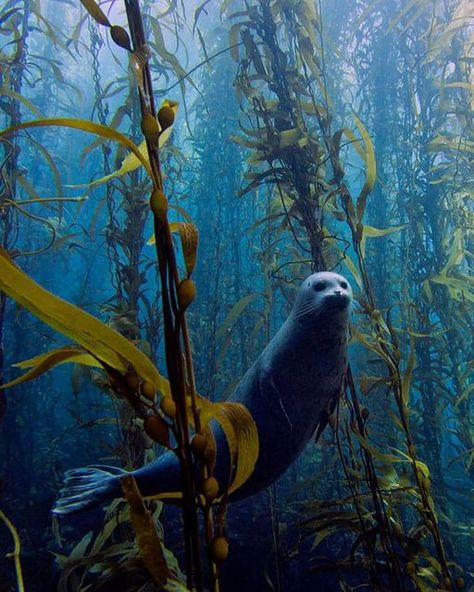 Fauna Marina, Kelp Forest, Beautiful Sea Creatures, Marine Animals, Ocean Creatures, Ocean Animals, Alam Semula Jadi, Underwater Photography, Sea And Ocean