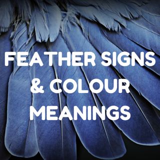 Beautiful article on #FindingFeathers - the #spiritual meaning of #feathers as #FeatherSigns & #FeatherColour meanings. #feathers #feathersynchronicities #feathercolours #feathercolourmeanings #spiritualmeaningoffeathers #spiritualfeathers #featherfinds #angelfeathers #angelsigns Black Feather Meaning, White Feather Meaning, Feather Color Meaning, Meaning Of Feathers, Colour Meanings, Finding Feathers, Feather Signs, Feather Tattoo Meaning, Indian Feather Tattoos