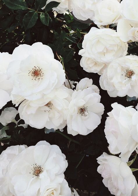 Roses Photography, White Petals, Inspiration Instagram, Floral Inspiration, 背景 シンプル, White Gardens, Cactus Y Suculentas, Spring Blooms, Awesome Things