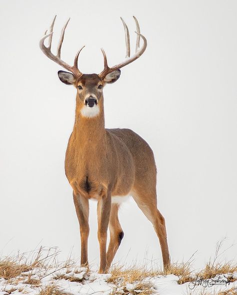 👈🏼VIEW MORE • KING, This big buck & I locked eyes as he was coming over a large hill. He stood so tall and proud, Enjoy! Click follow if… Whitetail Deer Pictures, Deer Photography, Big Deer, Deer Drawing, Deer Photos, Deer Pictures, Animal Study, Deer Art, Hur Man Målar