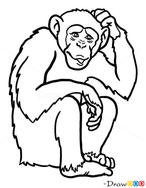 How to Draw Monkey, Wild Animals Monkey Outline, Face Outline Drawing, Draw Monkey, Animals Doodle, Face Outline, Animal Doodles, Outline Drawing, Alphabet Preschool, Art Animals