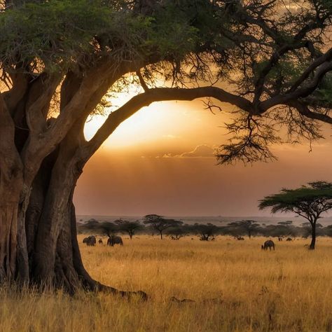 African Landscape Photography, South African Landscapes, South Africa Nature, African Trees, South Africa Art, Africa Landscape, African Aesthetic, South Africa Photography, Nature Reference