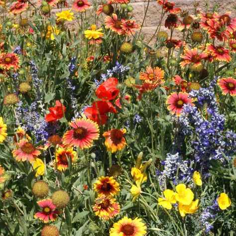 Dryland wildflower seed mix. Lobelia Cardinalis, Gloriosa Daisy, Flower Mix, Gardening Gear, Dry Land, Tree Base, Wildflower Garden, Planting Roses, Flower Therapy