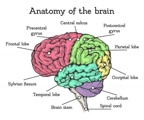 The Definitive Guide to the Human #Brain 🧠 Parts Of Brain, Human Brain Parts, Human Brain Diagram, Brain Anatomy And Function, Human Brain Anatomy, Brain Diagram, Brain Parts, Occipital Lobe, Brain Size