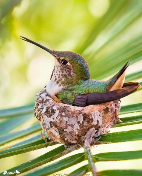 Hummingbirds Photography, Hummingbird Nests, Hummingbird Pictures, Nature Birds, Bird Pictures, Exotic Birds, Pretty Birds, Colorful Birds, Little Birds