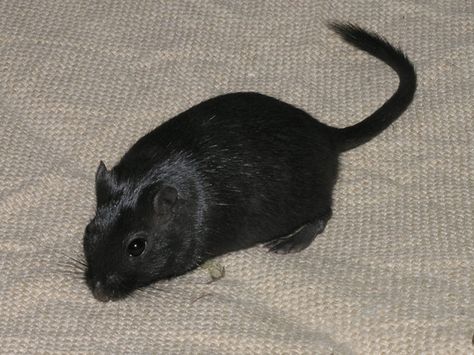 Black gerbil Gerbil Aesthetic, Sewer Rat, Navajo Culture, Black Rat, Nostalgia Aesthetic, Cute Rats, Gerbil, Super Cute Animals, Black Animals