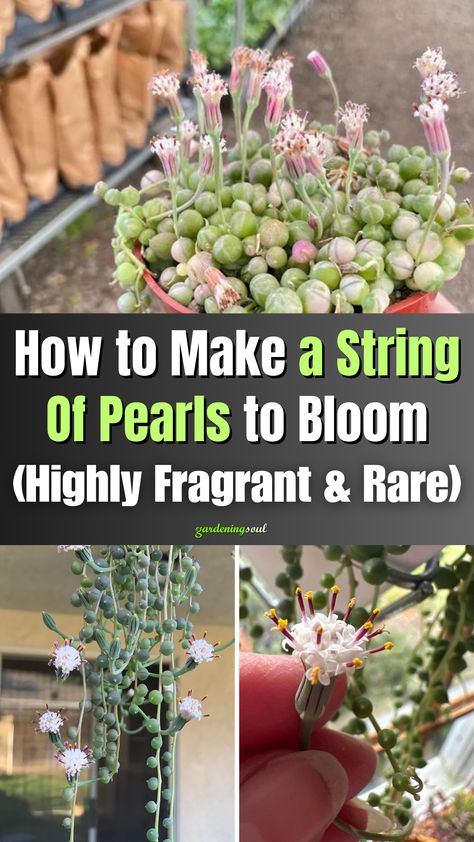 How to Make a String Of Pearls to Bloom (Highly Fragrant & Rare) String Of Pearls Plant Care, String Of Pearls Plant, Lucky Plant, Household Plants, Succulent Garden Diy, Apple Roses, Inside Plants, String Of Pearls, House Plants Decor