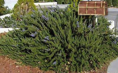 Tuscan Blue Rosemary, Brooklyn Backyard, Drought Tolerant Perennials, Rosemary Plant, Foundation Planting, Blue Tree, Buy Plants, Spring Blooms, Green Foliage