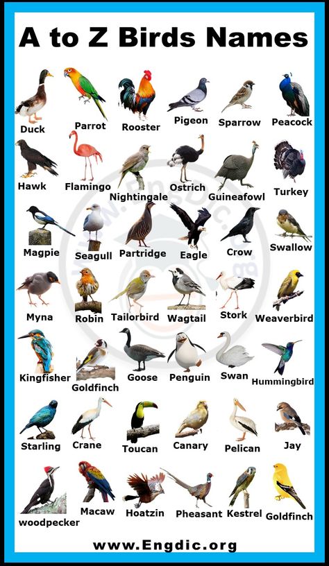 Birds Name With Picture, Birds With Names, Birds Name List, Animals Name List, Birds Name, Bird Names, Names Of Birds, Insects Names, Animals Name In English