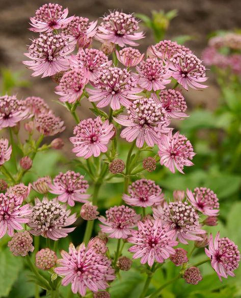 Summer Bulbs & Plants — Buy spring planting bulbs and perennials online at Farmer Gracy UK Farmer Gracy, Pink Pride, Astrantia Major, Summer Bulbs, Spring Planting, Pink Plant, Plant Spacing, Herbaceous Perennials, Hardy Perennials