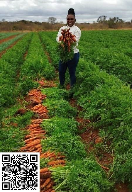 Meet Prioress Tshuma, a #Zimbabwean #farmer farming in Umguza District, Matabeleland North, #Zimbabwe. She currently has a thriving #carrot crop on 1.5 hectares. This farming project is proudly financed by the AFC Land and Development Bank. https://zascommunity.wordpress.com/2024/04/26/growing-carrots/ Growing Carrots, Zimbabwe, Zambia, Farm Life, Quotes Funny, Wallpaper Quotes, Farmer, Carrots, Finance