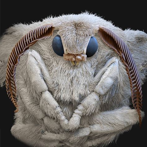 @eyeofscience on Instagram: “Head of a silk moth with feelers and the big compbound eyes. The most famous caterpillar in the world is the silk worm (Bombyx mori). Macro photography. Silkworm Moth, Poodle Moth, Bombyx Mori, Silk Moth, Insect Eyes, Cute Moth, Tier Tattoo, Moth Art, Beautiful Bugs