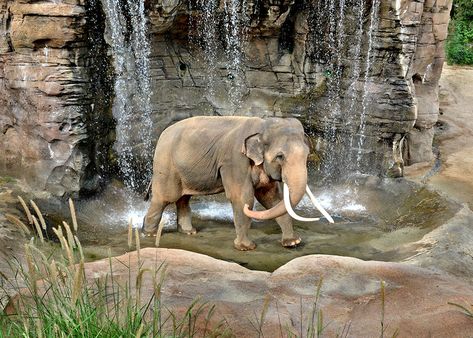 LA Zoo Celebrates World Elephant Day Elephant Enclosure, Zoo Habitats, Zoo Exhibit, Zoo Decor, Elephant Habitat, Asian Elephants, Elephant Zoo, Zoo Inspiration, World Elephant Day