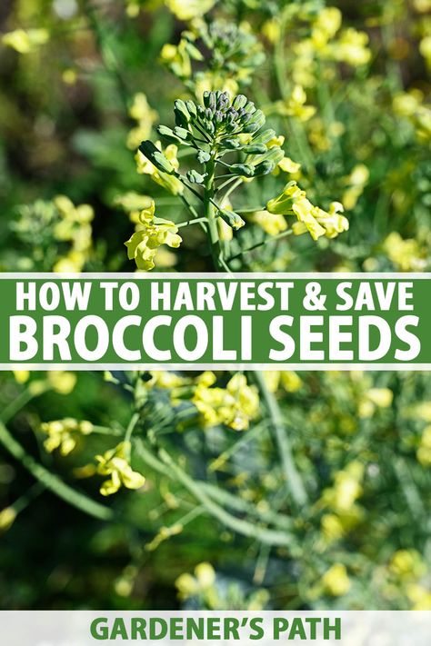 How To Save Broccoli Seeds, Saving Broccoli Seeds, Growing Broccoli From Seed, Saving Seeds From Vegetables, Arkansas Garden, Harvesting Broccoli, Seed Harvesting, How To Save Seeds, Broccoli Plant