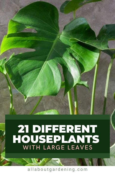 Big Leaf Indoor Plant Houseplant, Plants With Large Leaves, Large Foliage Plants, Big Leaf House Plants, Large Leaf Plants Indoor, Large Houseplants Indoor, Big Plants Indoor, Big Leaves Plant, Foliage Plants Indoor