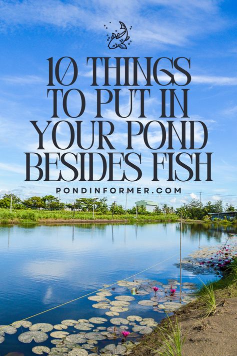 Transform your pond into a mesmerizing oasis with more than just fish! Discover 10 delightful additions that will enhance the beauty and balance of your aquatic haven. From graceful water plants to charming feathered friends, this article is your passport to a diverse and thriving pond ecosystem. Dive into the possibilities and create a sanctuary that goes beyond the ordinary! #PondLife #AquaticEcosystem #BeyondFishBeauty #PondCare #PondGuide #PondImprovement Medium Pond Ideas, Large Pond Ideas, Natural Fish Pond, Backyard Pond Ideas Large, Natural Pond Landscaping, Man Made Pond, Pond Ecosystem, Farm Ponds, Ponds Ideas