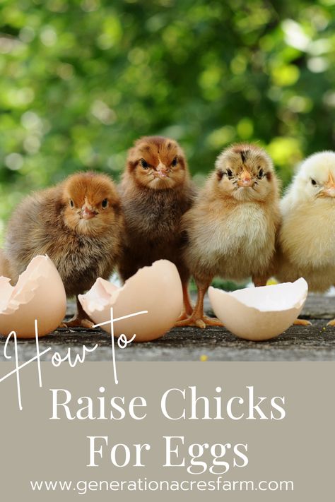 Egg Laying Hens, Chicken Facts, Baby Chicks Raising, Raising Chicken, Raising Chicks, Day Old Chicks, Raising Backyard Chickens, Coop Plans, Baby Chickens