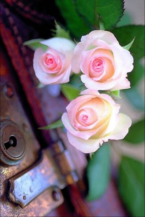 .. Three Roses, Coming Up Roses, Belle Rose, Colorful Roses, Deco Floral, Love Rose, E Card, Flower Beauty, Beautiful Blooms