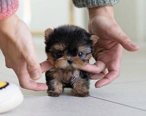 Teacup Yorkie Puppy Haircut, Teacup Yorkie Puppies For Sale Near Me, Teacup Puppies For Sale Near Me, Teacup Yorkie For Adoption, Tea Cup Puppies, Yorkie Puppy Haircuts, Yorkies Puppies, Whoodle Puppy, Micro Teacup Yorkie