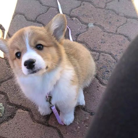 Corgi Sploot, Puppy Corgi, Baby Corgi, Corgi Puppies, Lovers Photos, Corgi Puppy, Lps, Animals And Pets, Little One