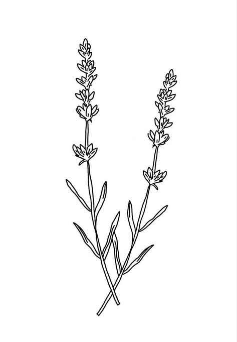 Line Work Lavender Tattoo, Lavender Flash Tattoo, Lavender Plant Line Art, Lavender Stalk Tattoo, Lavender Drawing Black And White, Lavender Flower Drawing Simple, Lavender Outline Drawing, Lavender Tattoo Outline, Sprig Of Lavender Tattoo Simple