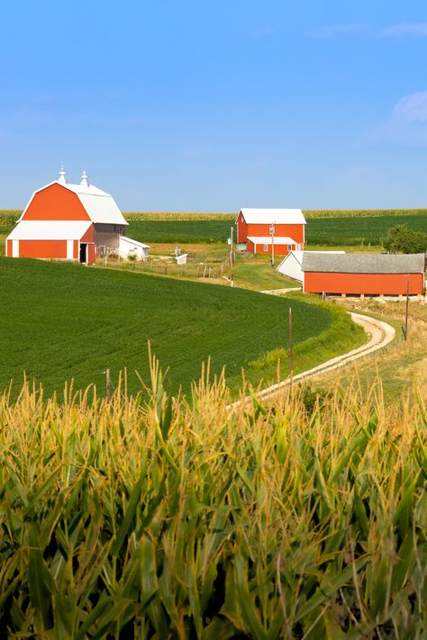 Beautiful farm with iconic red barn located in Northeast Iowa. Prints are available through my Etsy shop. Iowa Farms, Beautiful Farm, Red Barn, Nature Wall, San Antonio Tx, Nature Wall Art, Farm Life, San Antonio, Iowa