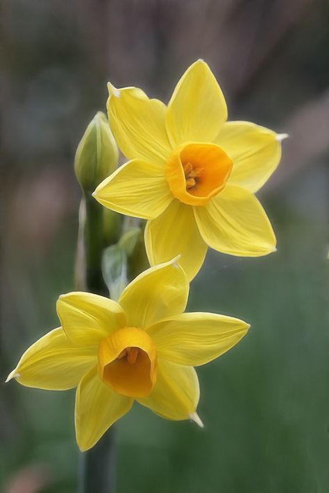 Buttercup Photography, Narcissus Flower, Blossom Garden, Daffodil Flower, Seni Cat Air, Beautiful Flowers Pictures, Alam Semula Jadi, Exotic Flowers, Flower Images