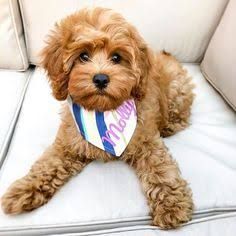 Best Types of Cavapoo Haircuts! (2021) - We Love Doodles Cavapoo Teddy Bear Haircut, Cavapoo Full Grown, Teddy Puppy, Puppy Haircut, Cavapoo Dogs, Cavapoo Puppies For Sale, Puppy Grooming, Puppy Cut, Dog Haircuts