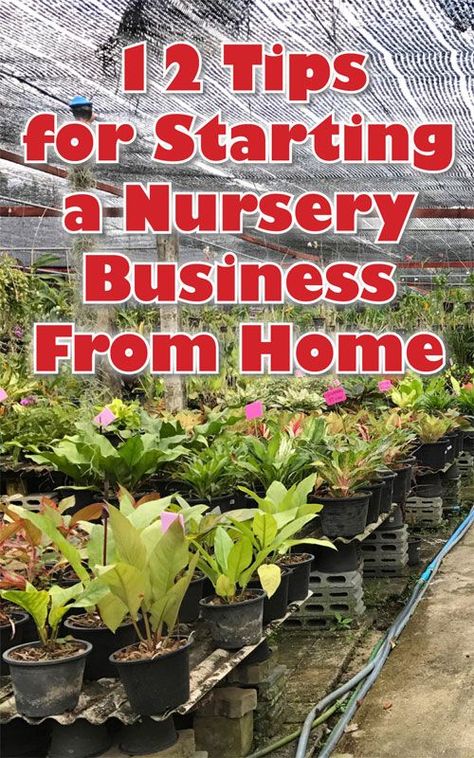 Starting a nursery business from home, whether small or large, means knowing the best ways to propagate and sell plants. I purchased my one-acre homestead for its location, mature trees, and potential to grow rows and rows of vegetables. Starting A Plant Nursery At Home, Home Nursery Garden, How To Start A Plant Nursery, Plants Nursery Ideas, Starting A Plant Nursery Business, Starting A Nursery Business, At Home Plant Nursery, Garden Nursery Ideas Plants, Backyard Nursery Ideas