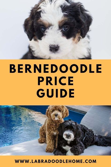 Designer Dogs Breeds, Pure Breed Dogs, Bernedoodle Puppies, Getting A Dog, Mini Bernedoodle, Bernedoodle Puppy, Designer Dogs, Hybrid Dogs, Cute Teddy