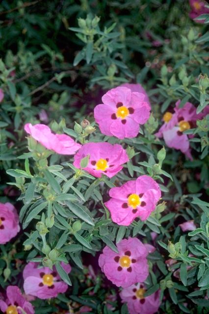 Pink Perennials, Front Yard Plants, Mediterranean Plants, Rock Rose, Best Perennials, Sun Perennials, Dry Garden, Gravel Garden, Garden Shrubs