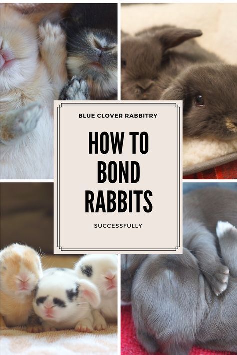 Rabbit Bonding Tips, Bonding Bunnies, Breeding Bunnies, Rabbit Husbandry, Bunny Bonding, Bonding Rabbits, Rabbit Tips, Rabbit Cages Outdoor, Bunny Tips