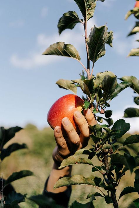 apple being picked off a tree | hannah criswell for stocksy Fruit Delivery, Lake Chelan, Apple Gifts, Gala Apples, Apple Varieties, Honeycrisp Apples, Fruit Box, All Fruits, Winter Squash