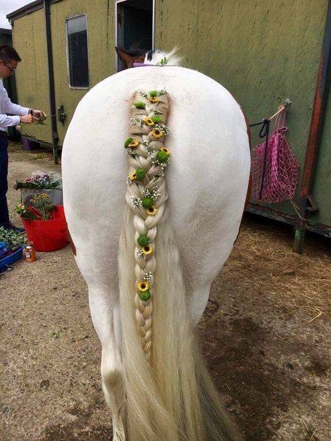 Show Braids Horse, Braided Horse Mane, Tail Braids Horse, Horse Hairstyles Tutorial, Horse Tail Braid Ideas, Braiding Horse Manes, Cute Horse Hairstyles, Horse Hairstyles Ideas, Horse Braiding Ideas