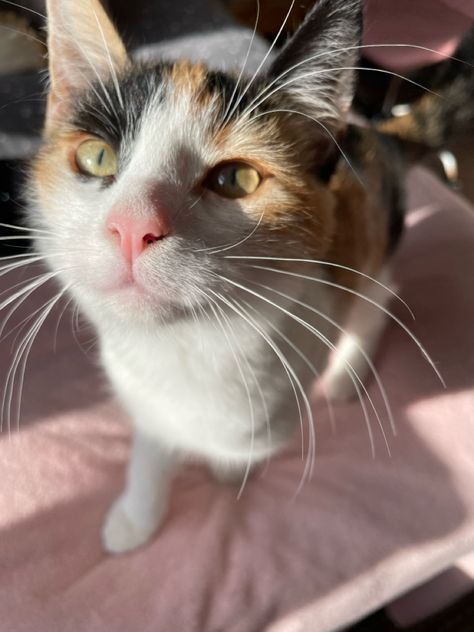 cute calico cat calico kitten cute calico kitten cute cat cute kitten mango the cat Calico Cat Shorthair, Calico Cat Pfp, Kitten Calico, Cats Calico, Cute Calico Cat, Cat Calico, Calico Cats, Kitten Cute, Calico Kitten