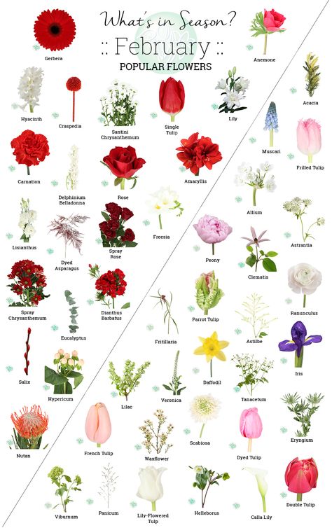 Flower Season Chart, Flowers In Season In February, February Flowers Wedding, Seasonal Flowers By Month, Flowers To Plant In February, Wedding Flowers February, February Wedding Flowers In Season, February Floral Arrangements, February Flowers In Season